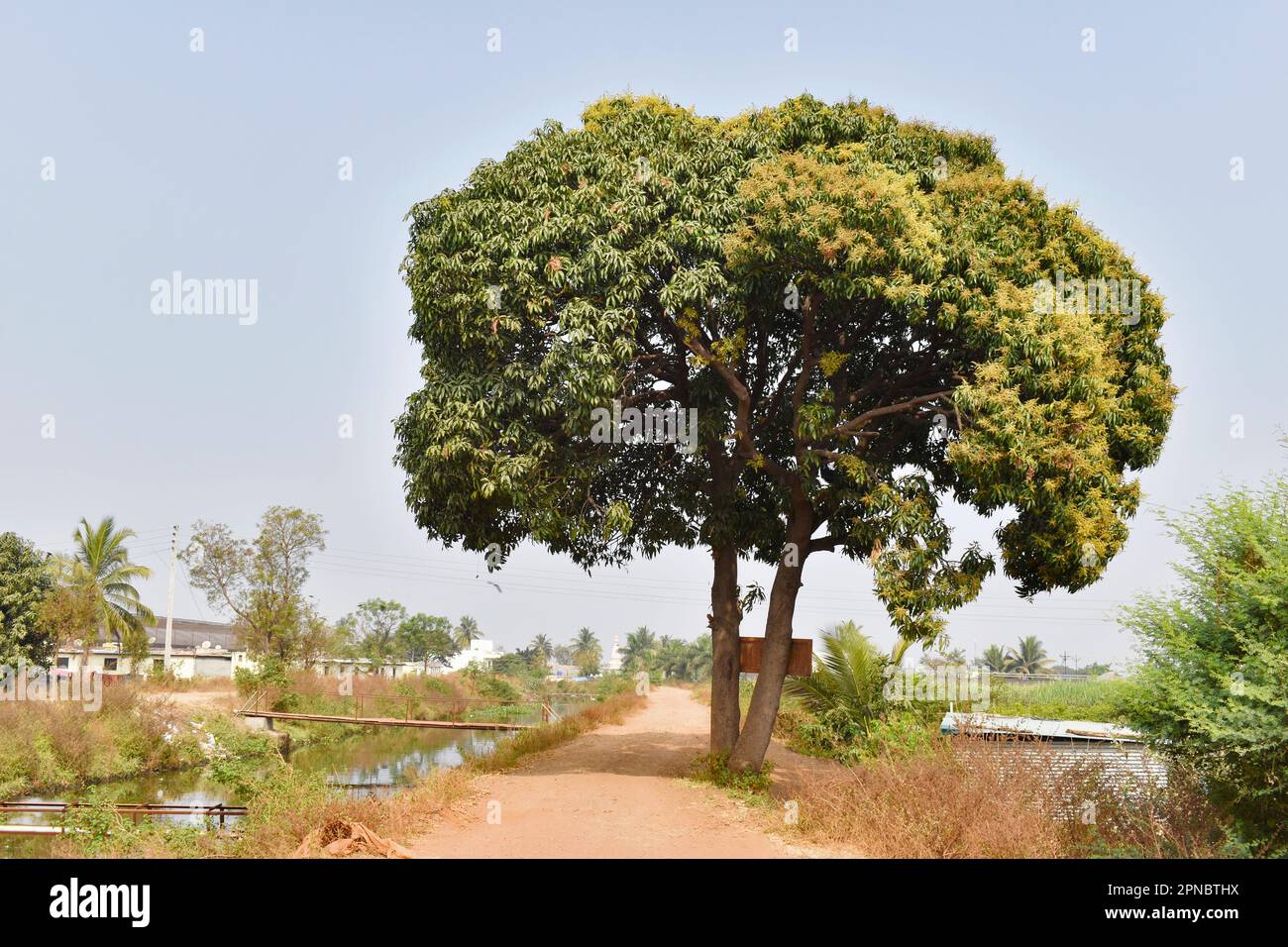 Image horizontale de Mango (Mangifera indica) avec beauté de la nature, village canal et chemin, Koregaon Mul, Pune, Maharashtra, Inde. Banque D'Images