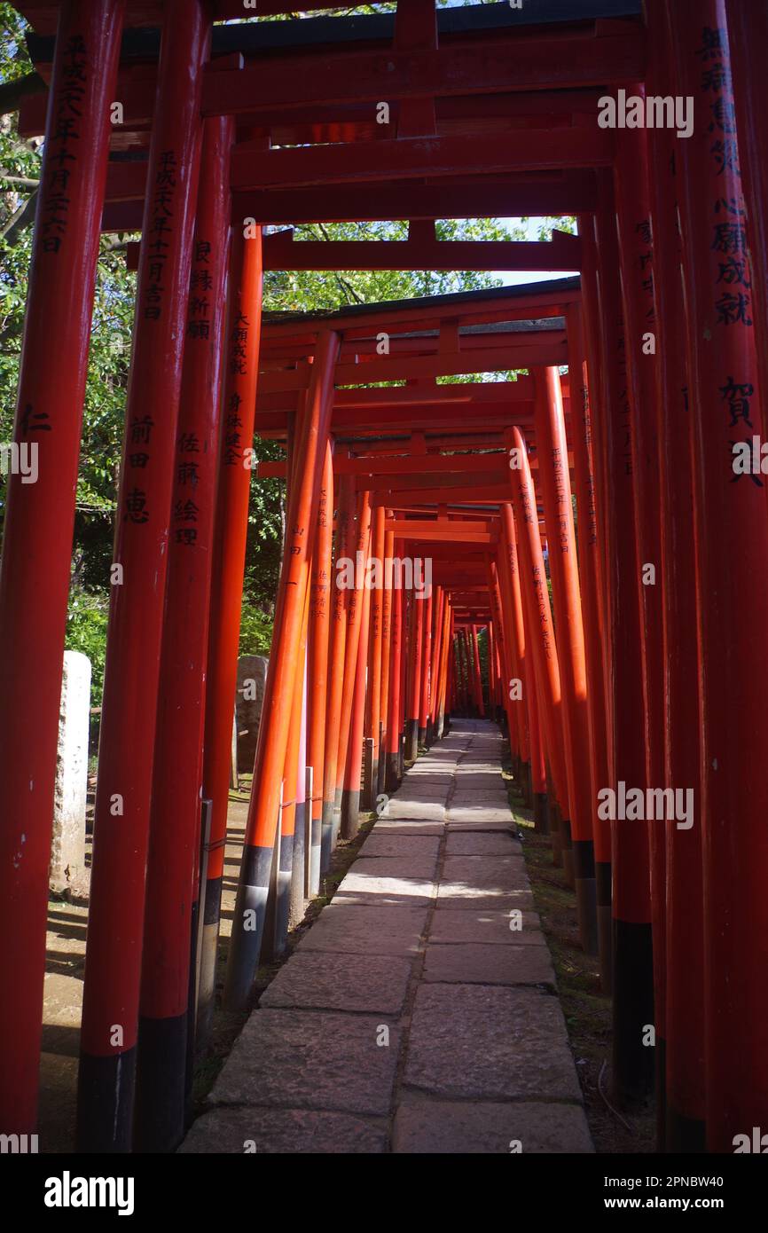 Nezu Shrine Torii Gates, Tokyo, Japon Banque D'Images