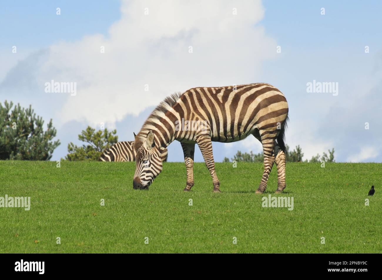 Animaux de Zebra dans le parc sauvage de Fota Cork Irlande Banque D'Images