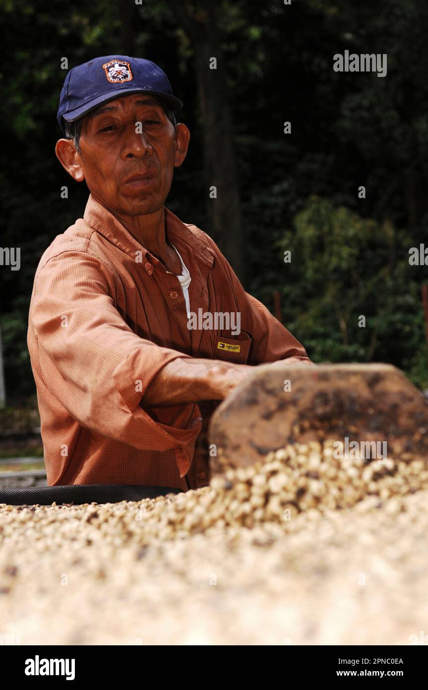 Séchage des grains de café au soleil. Traitement du café au Finca El Carmen. El Salvador, Amérique centrale. Banque D'Images