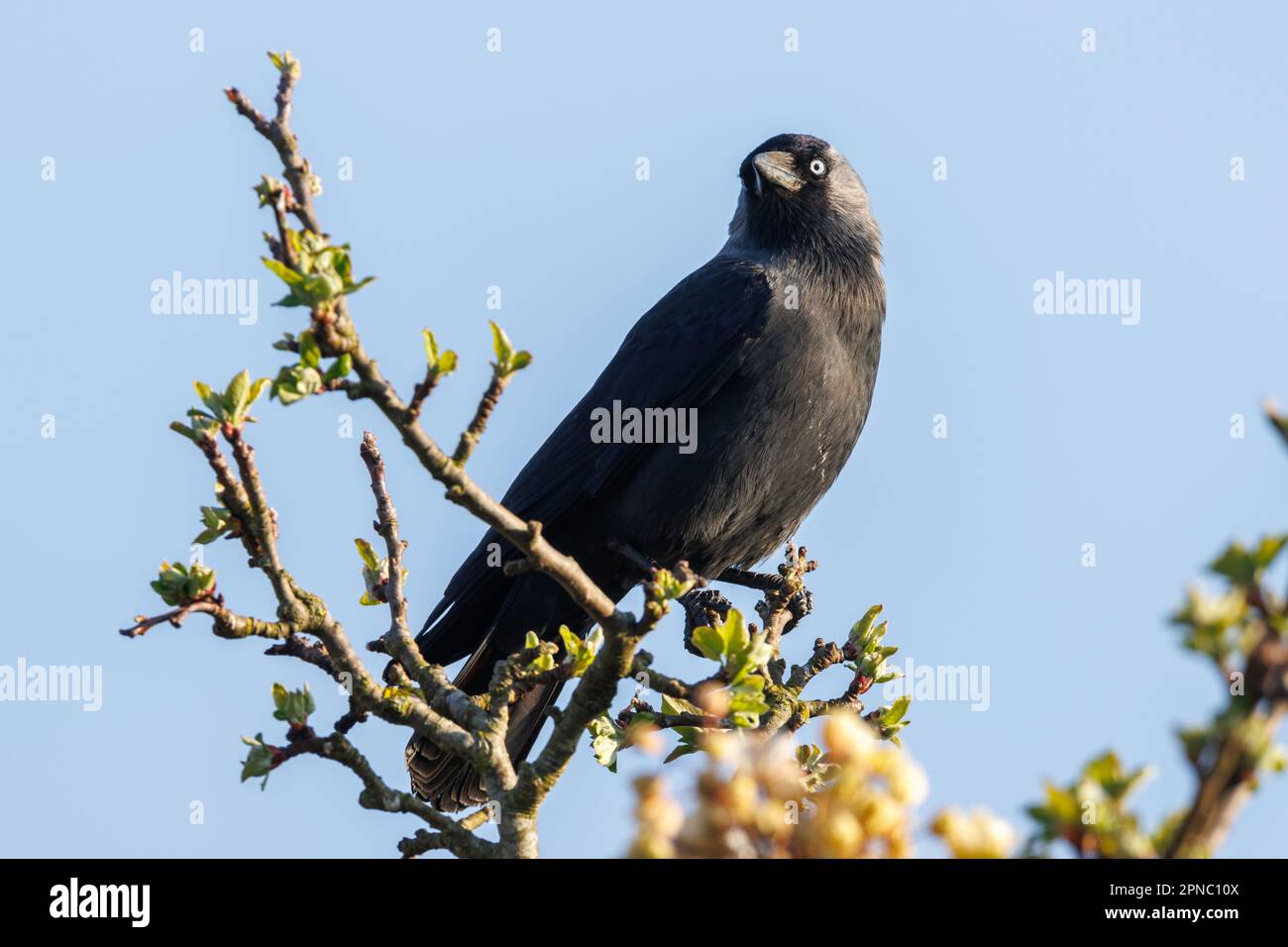 Jackdaw (Corvus monedula) Sussex, Royaume-Uni Banque D'Images