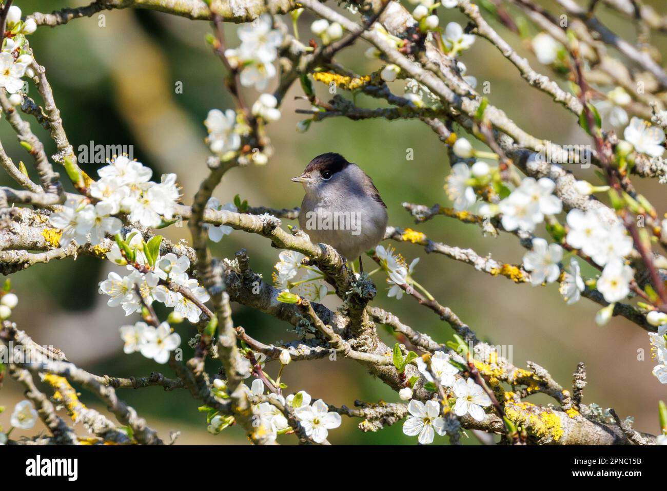 Blackcap (Sylvia atricapilla) Sussex, Royaume-Uni Banque D'Images