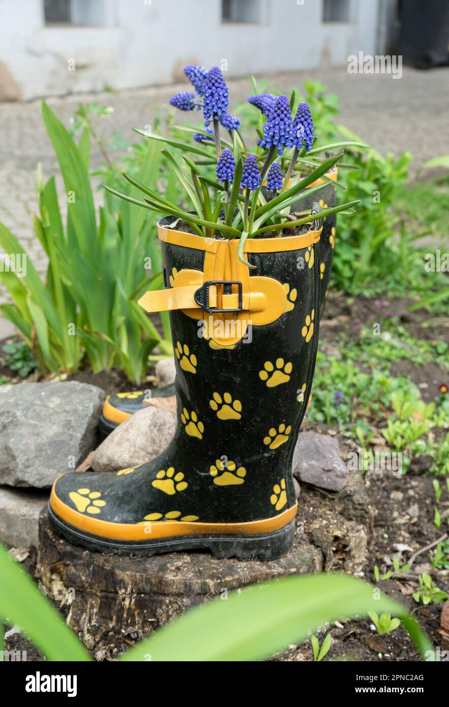 Bottes en caoutchouc plantées de fleurs sur le côté de la route Banque D'Images