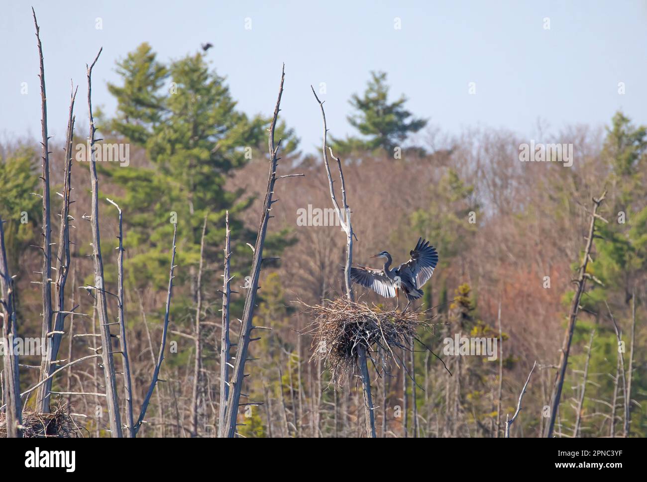 Le grand héron bleu vole jusqu'à son nid dans une rookerie de héron au bord d'un étang près d'Ottawa, Canada Banque D'Images