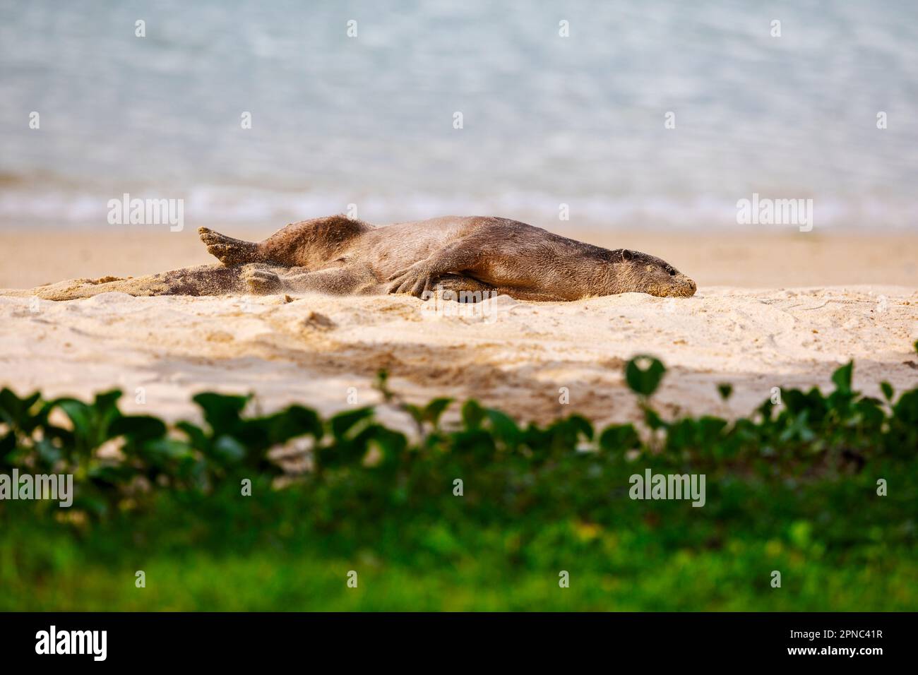 Un sable onctueux recouvert de loutres baigne sur la plage le long de la côte à Singapour Banque D'Images