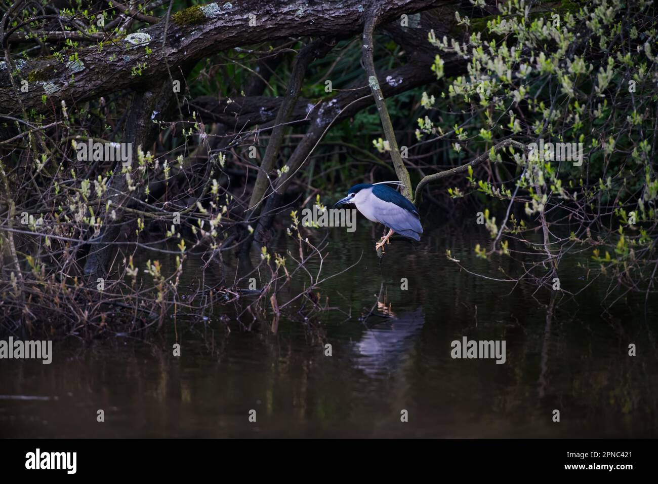 Nuit Black Crown nuit Heron sur la branche pendue Banque D'Images