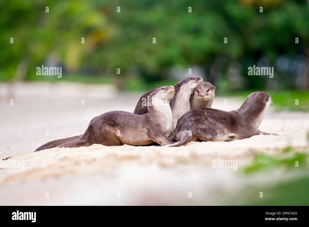 Une famille de loutre enrobée de douceur réaffirme les liens familiaux lorsqu'ils reposent sur une plage le long de la côte à Singapour Banque D'Images