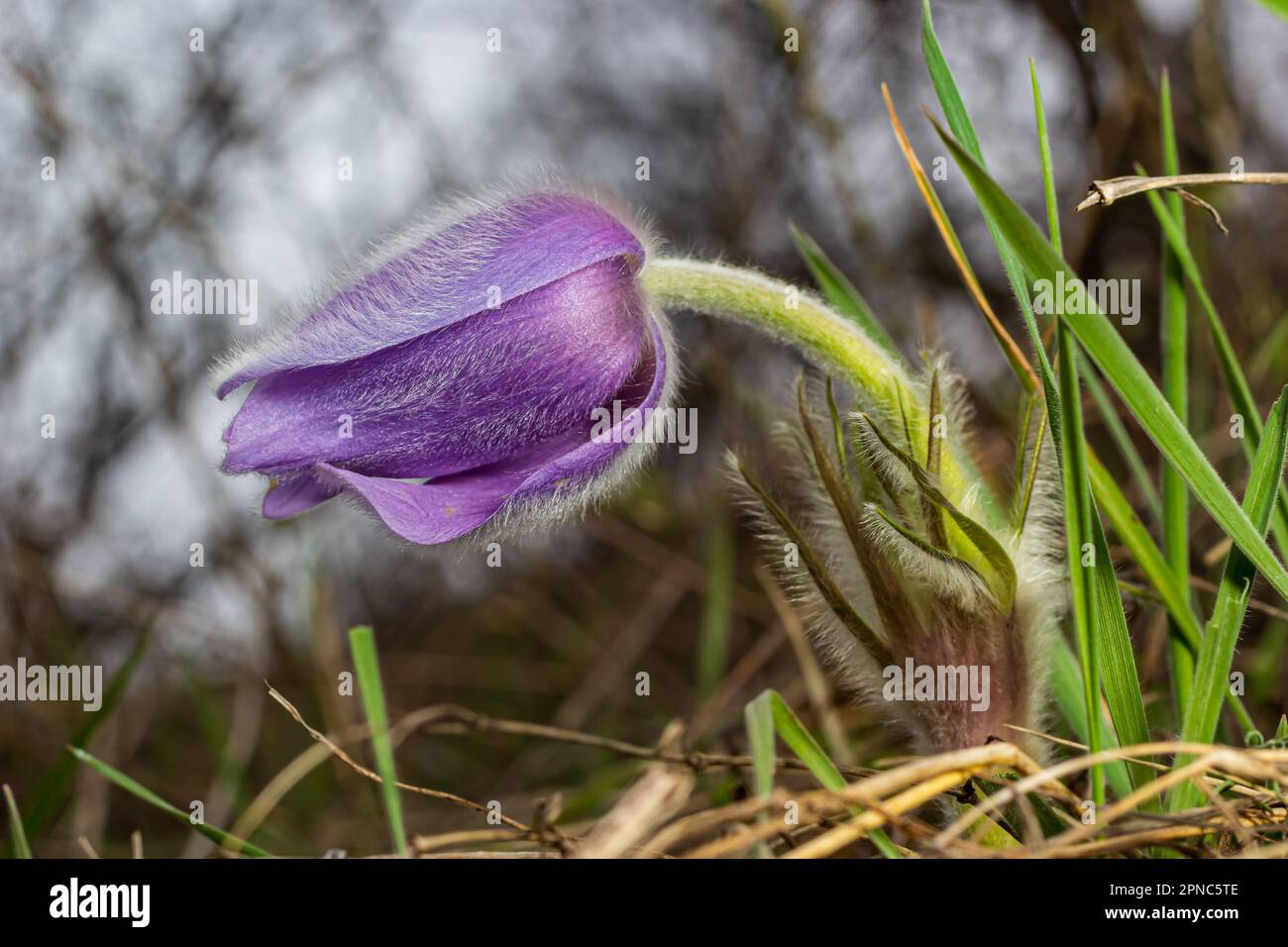 Pulsatilla slavica. Fleur de printemps dans la forêt. Une belle plante pourpre et moelleuse qui fleurit au début du printemps. Disparition des fleurs de printemps. Banque D'Images