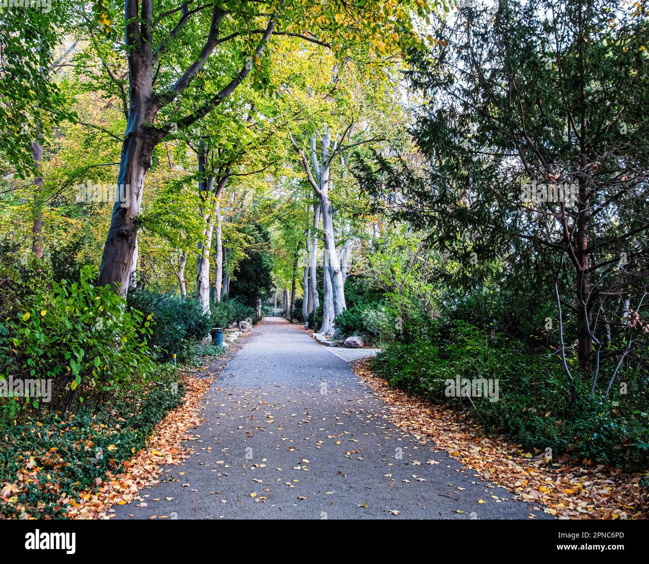 Chemin du bois en automne à Tiergarten,Mitte,Berlin,Allemagne Banque D'Images