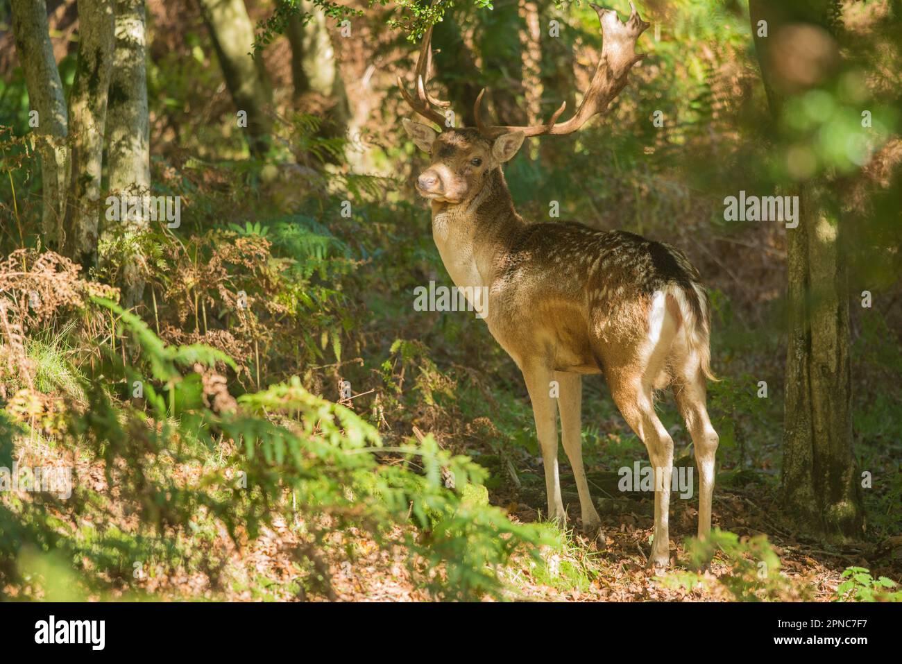 Buck de cerf de Virginie dans les bois, pays de Galles, Royaume-Uni Banque D'Images