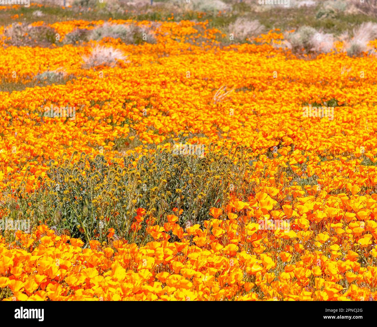 14 avril 2023, Lancaster, CA, Etats-Unis: Les coquelicots de Californie (Escholzia californica) et Fiddleneck fleurissent sur le côté de la route à Lancaster, CA. Banque D'Images
