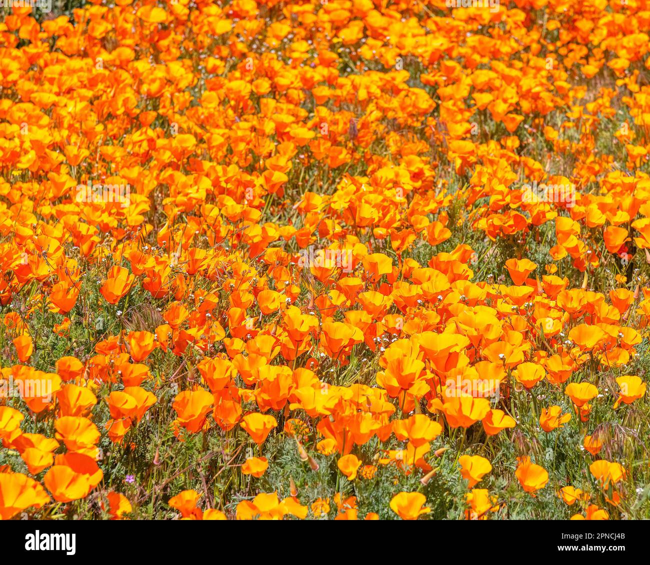 14 avril 2023, Lancaster, CA, Etats-Unis: Les coquelicots de Californie (Escholzia californica) fleurissent sur le côté de la route à Lancaster, CA. Banque D'Images