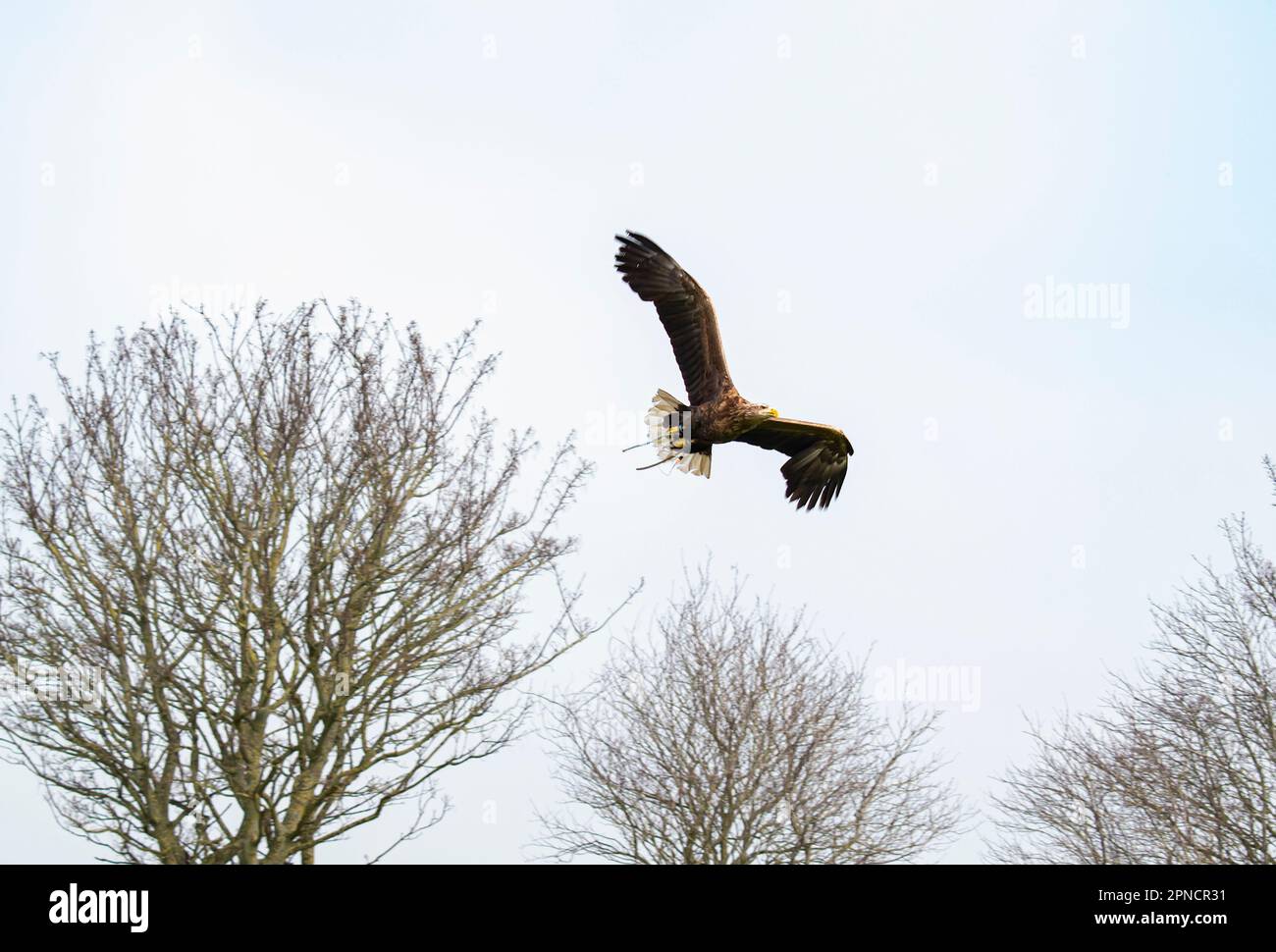 Un aigle en vol montrant sa pleine envergure Banque D'Images