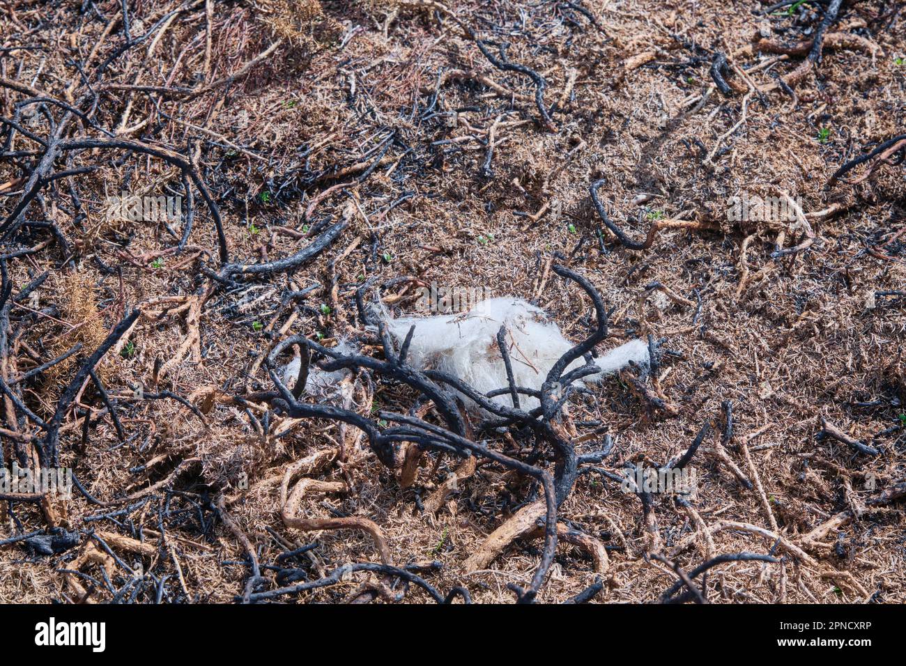 Laine de mouton prise dans une zone brûlée de gorse et de bruyère sur le côté de Mynydd Mawr, péninsule de Llyn, pays de Galles Banque D'Images