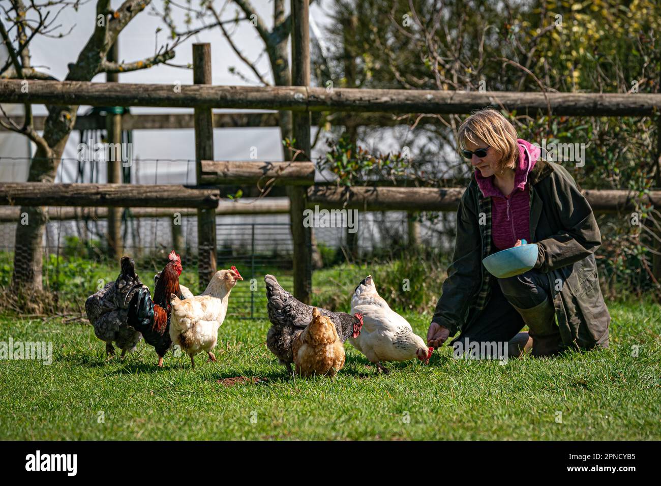 Rosemary Bennett, petite-mère, a tendance à son troupeau de poulets et de canards sur son terrain dans le Somerset après qu'ils ont été lâchée de la coop et autorisés à se déplacer librement sur l'herbe. Les restrictions en vigueur depuis le début de novembre pour prévenir la propagation de la grippe aviaire ont commencé à se lever avec les oiseaux ayant de nouveau accès à des zones extérieures. Le gouvernement a déclaré que les niveaux de risque de grippe aviaire ont été réduits à « moyen », ce qui signifie que la volaille et les autres oiseaux captifs n'ont plus besoin d'être hébergés. Date de la photo: Mardi 18 avril 2023. Banque D'Images