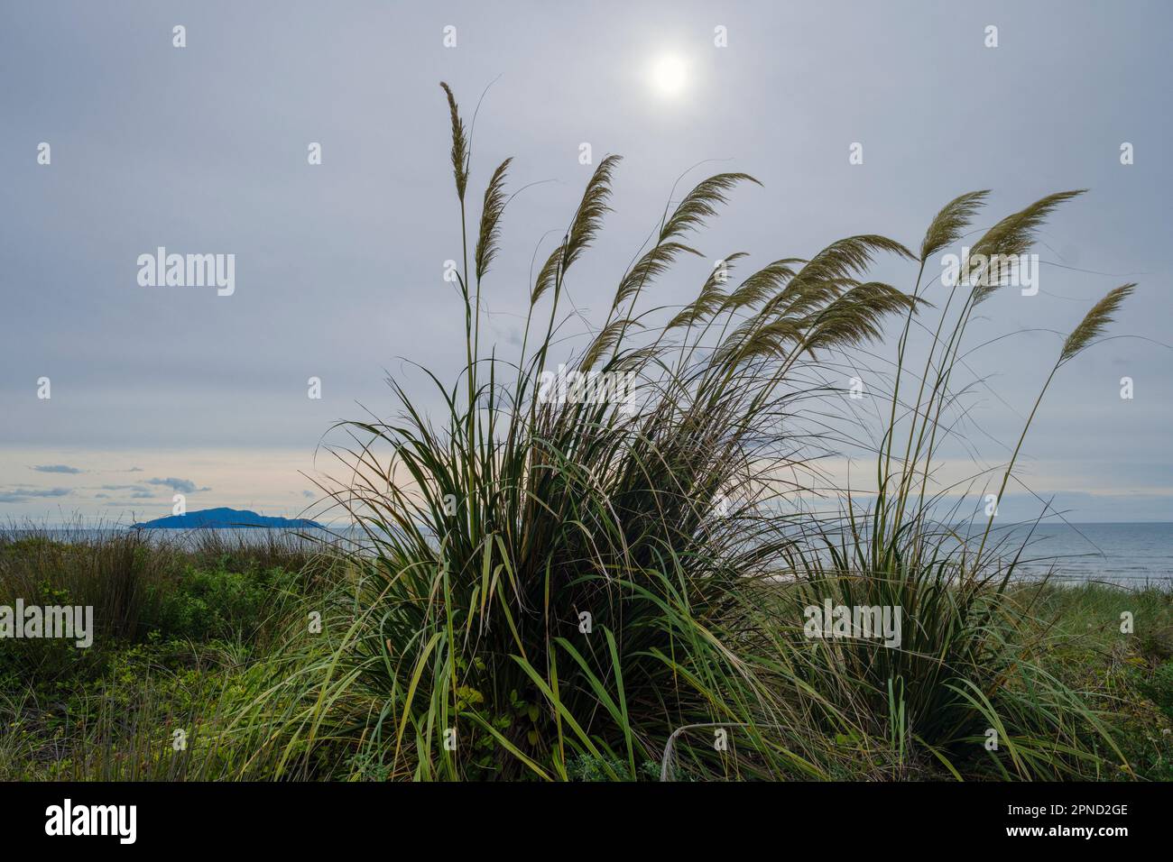 Toetoe, une herbe originaire de Nouvelle-Zélande, qui pousse à la plage d'Otaki et qui offre une vue sur l'île de Kapiti, la côte de Kapiti, la région de Wellington, l'île du Nord, la Nouvelle-Zélande Banque D'Images