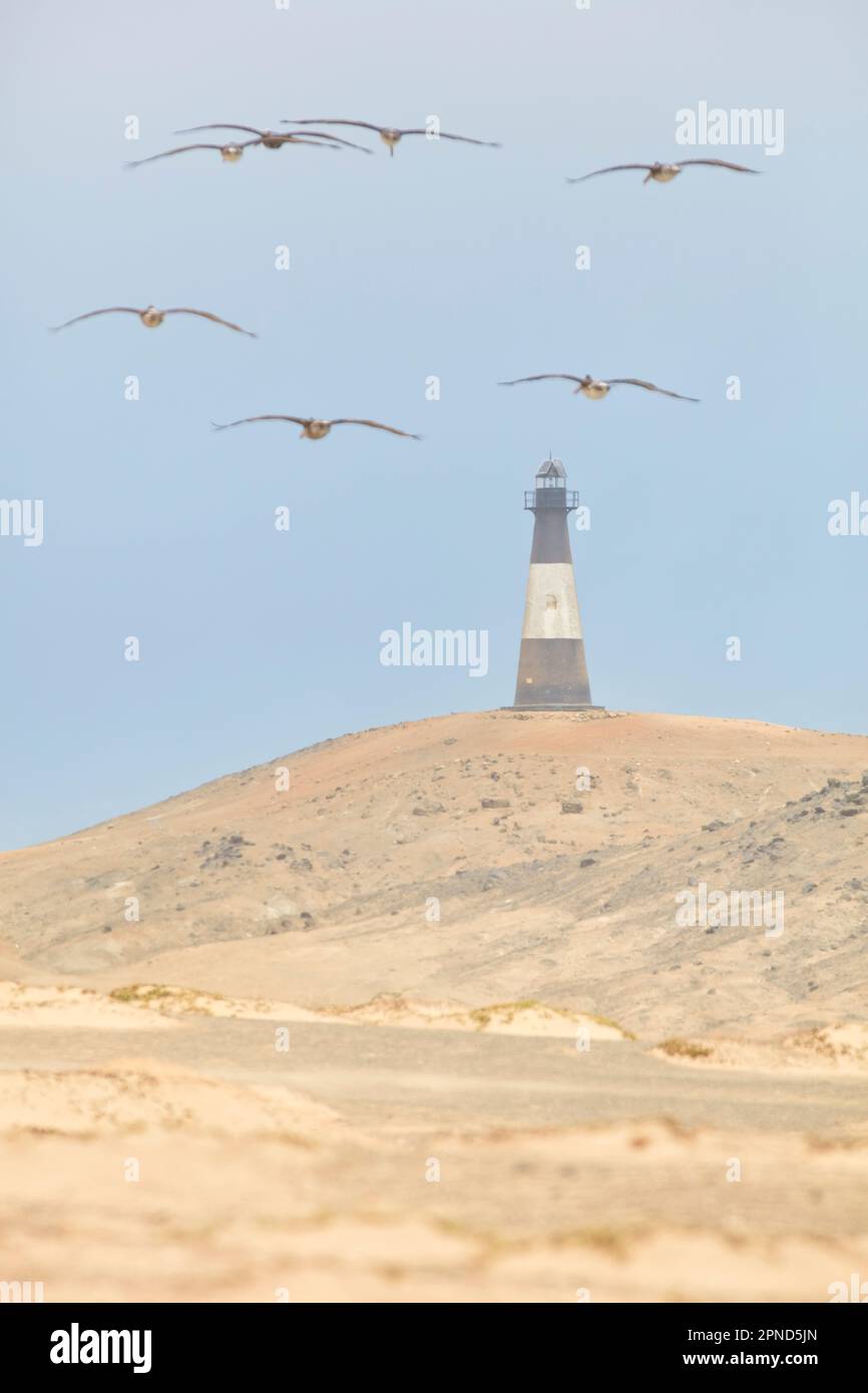 Un troupeau de pélicans volant vers le phare 'Media Luna' à Puerto Eten, Chiclayo, Lambayeque, Pérou. Banque D'Images