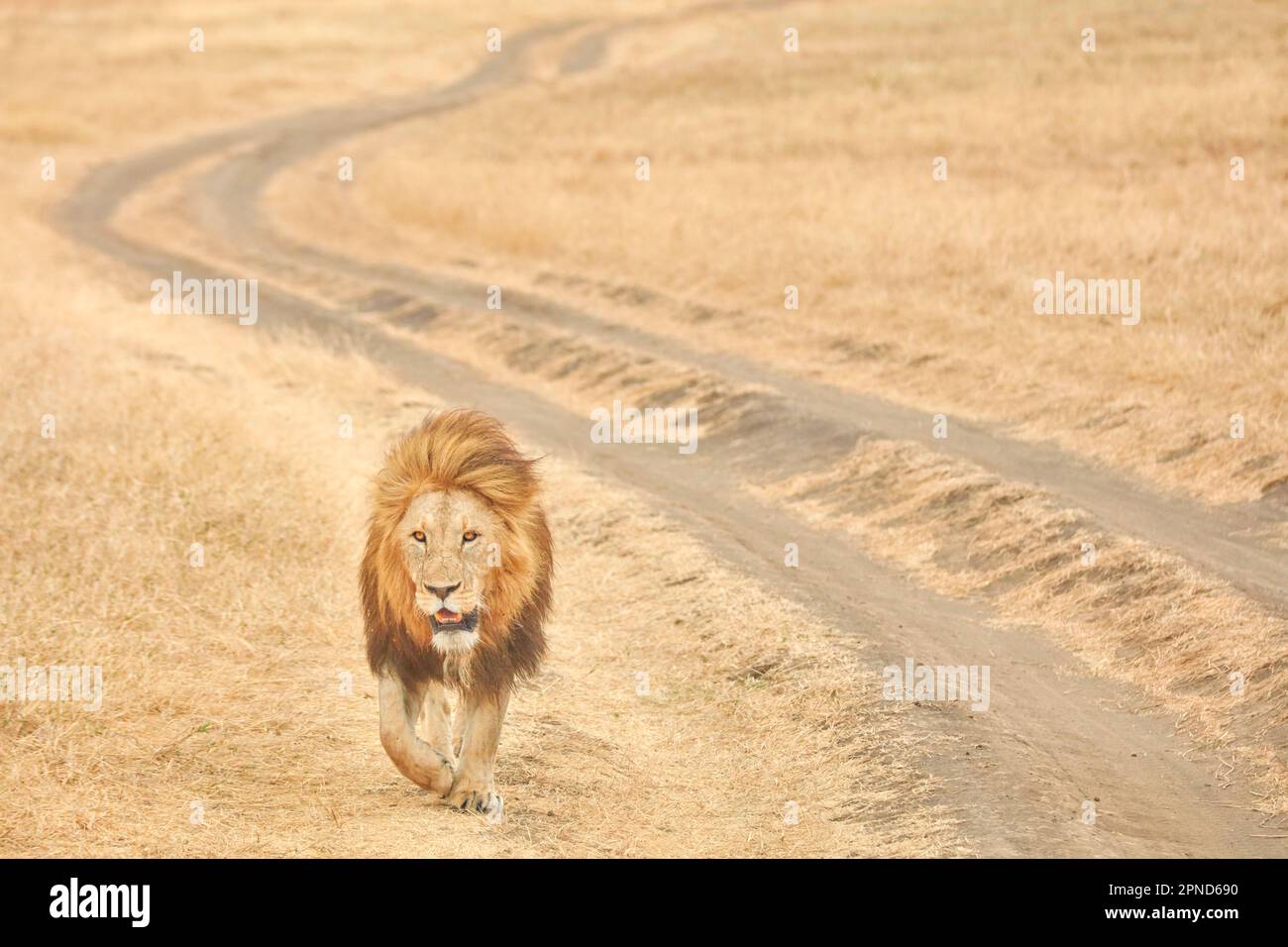 Une promenade de lion mâle adulte à côté d'une route de terre du cratère de Ngorongoro (zone de conservation de Ngorongoro), Tanzanie, Afrique. Banque D'Images