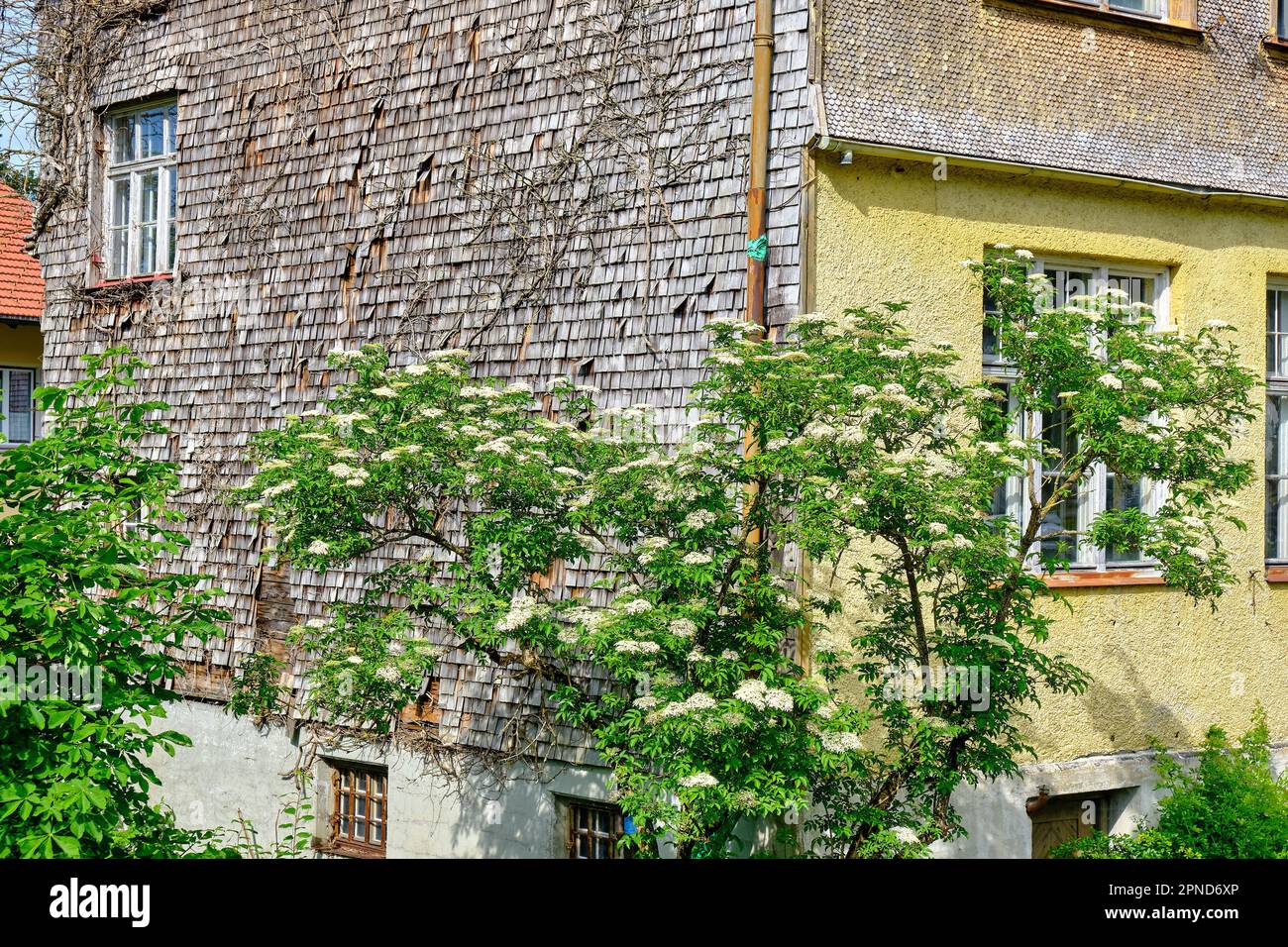 Structure de bâtiment en forme de buisson avec buisson plus ancien en fleur devant. Gebäudestruktur mit Bühendem Holunderbusch davor. Banque D'Images