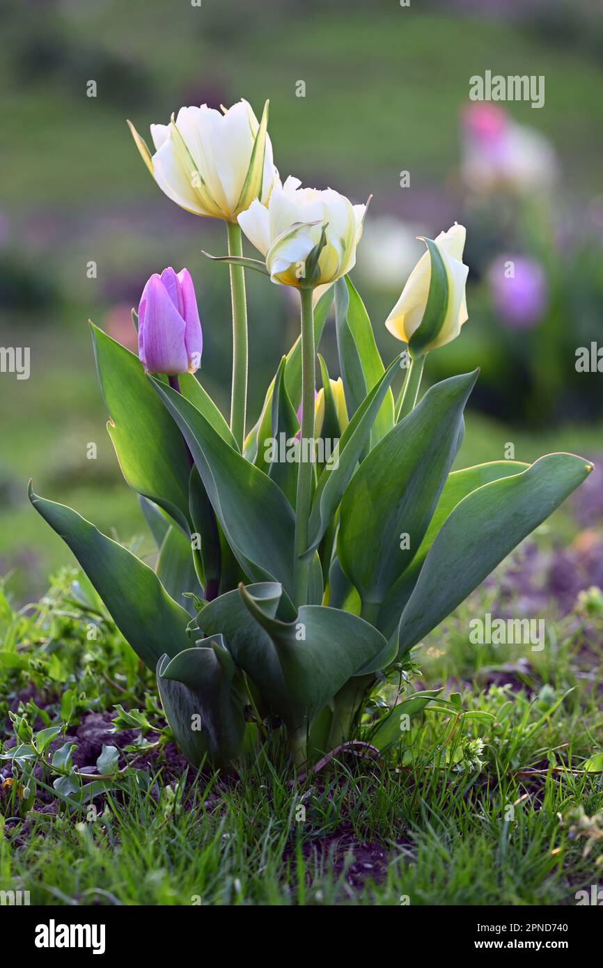 Gros plans de fleurs de tulipe au printemps Banque D'Images