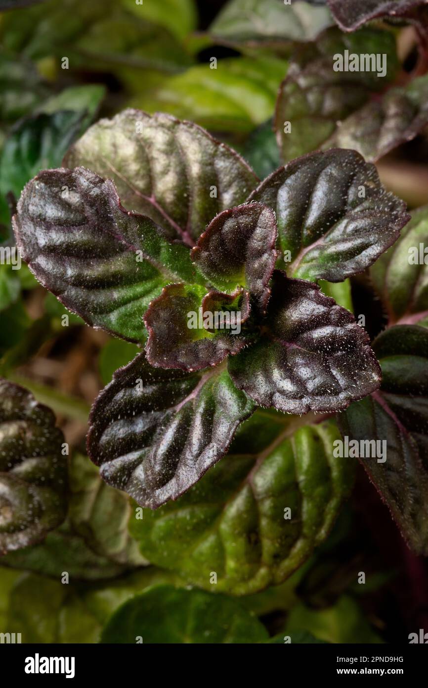Plante de menthe cassis fraîche et colorée gros plan plein cadre Banque D'Images