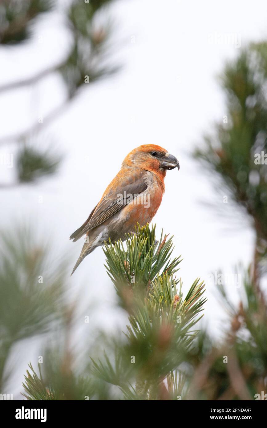 Scottish Parrot Crossbill (Loxia Scotica) (Loxia pytyopsittacus) Gleann Einaich Highland UK GB avril 2023 Banque D'Images
