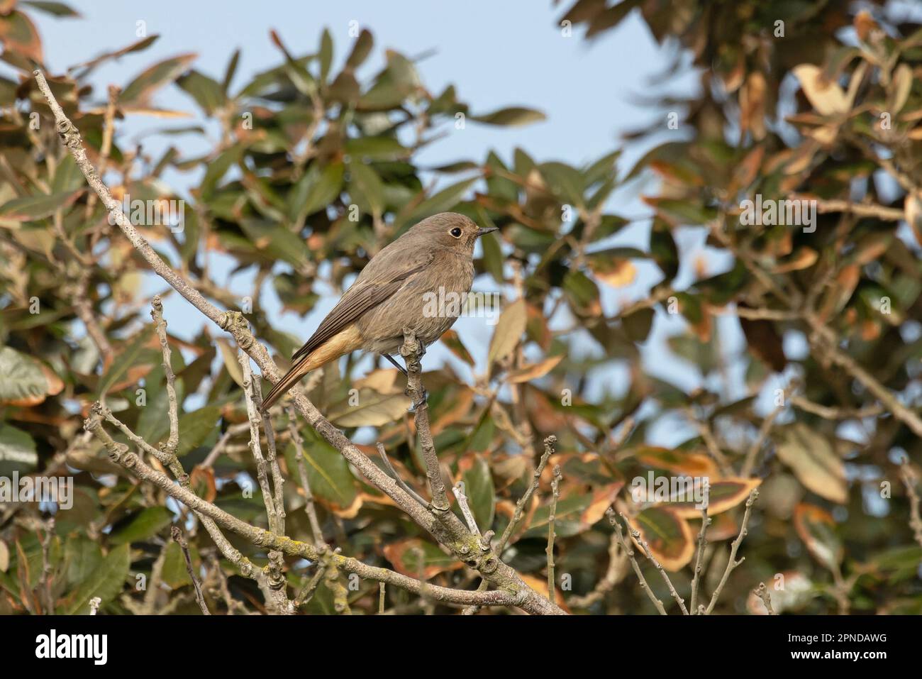 Black Redstart (Phoenicurus ochruros) immature homme migrant Suffolk UK GB Mars 2023 Banque D'Images