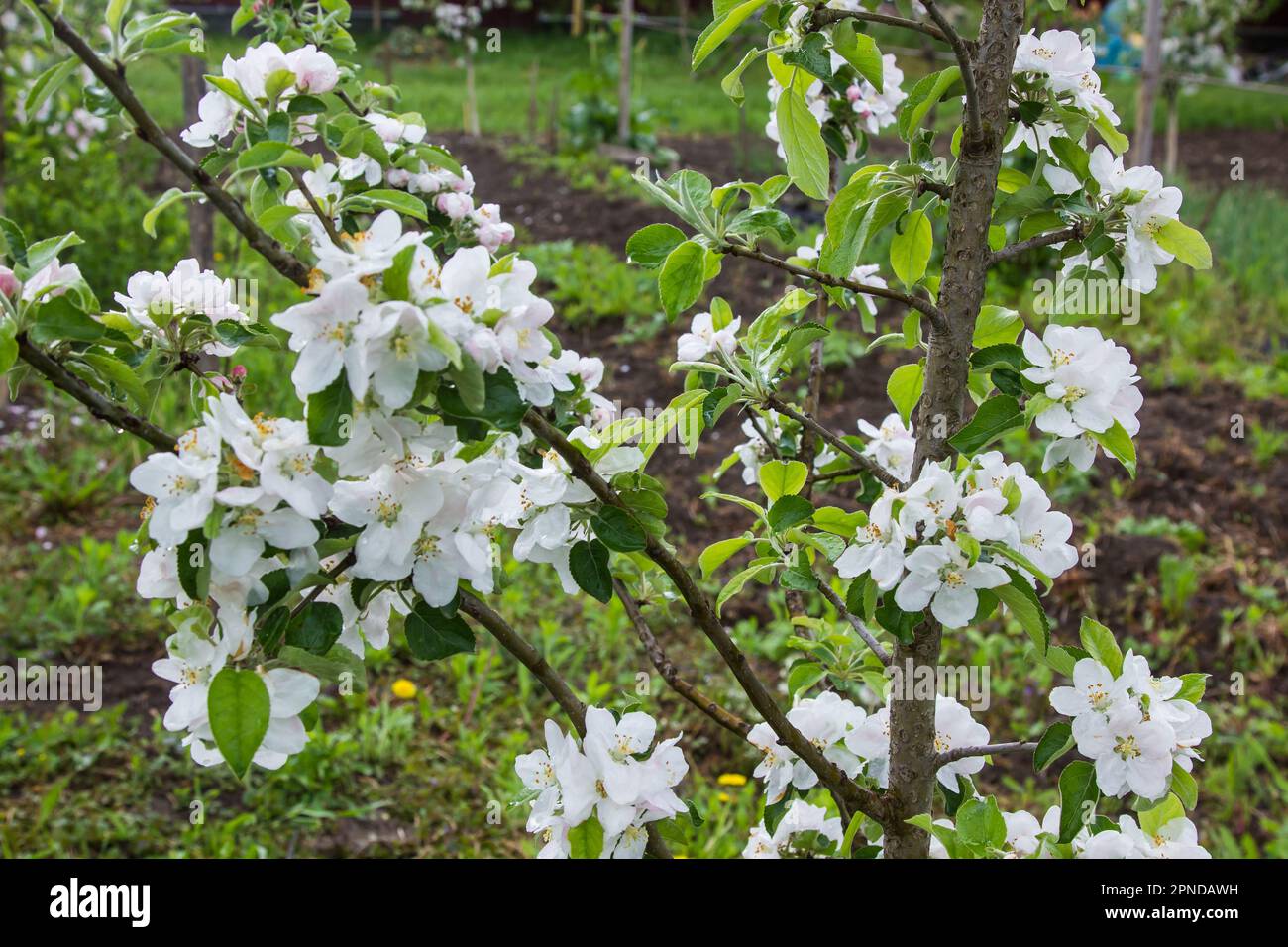 pommier fleurit au printemps, le jardin portera des fruits Banque D'Images