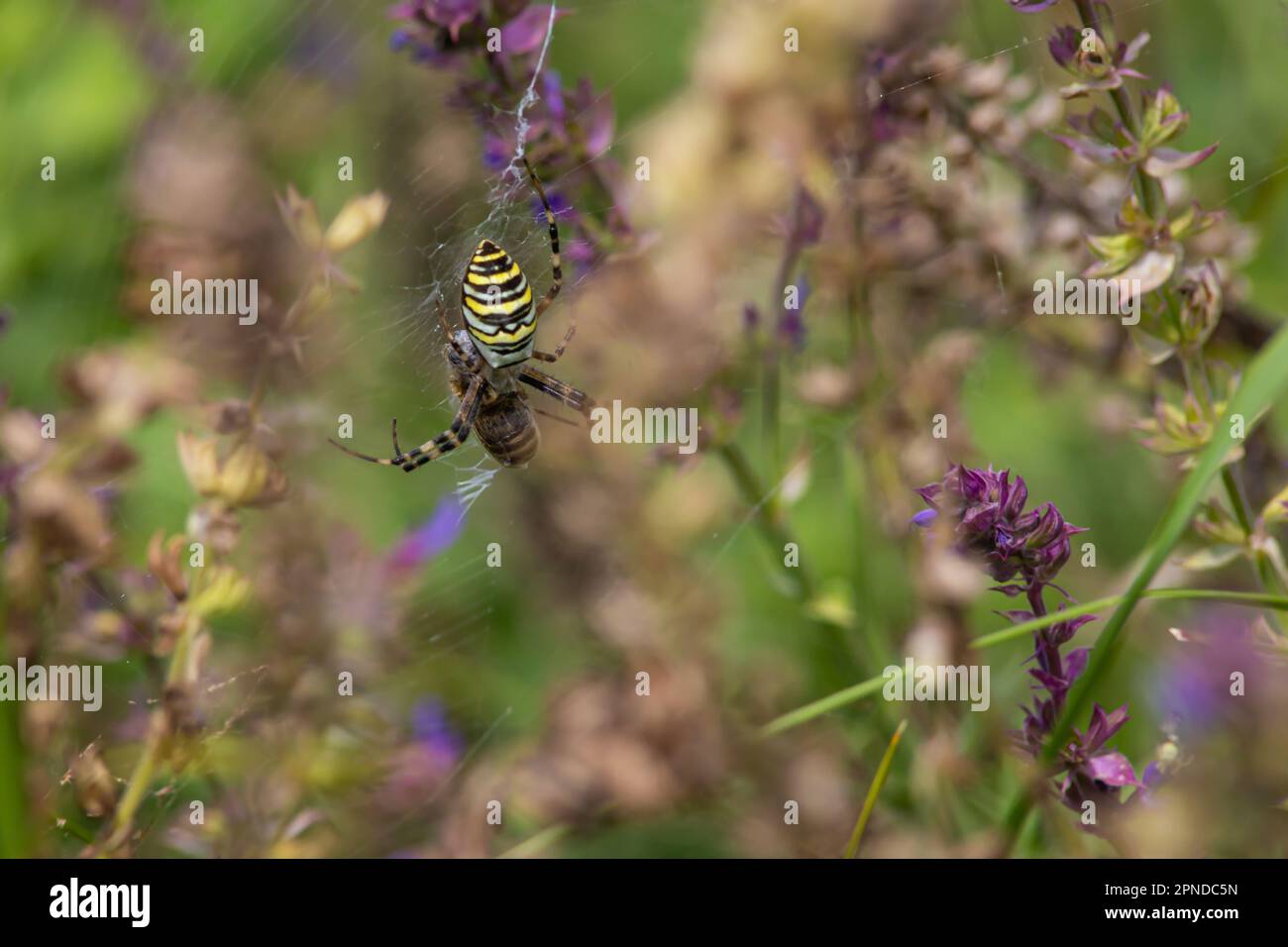 L'araignée sauvage de guêpe prédatrice, Argiope bruennichi, avec des bandes noires et jaunes frappantes sur l'abdomen, attrape des proies dans sa toile de piège et les paralyse et les enveloppe Banque D'Images