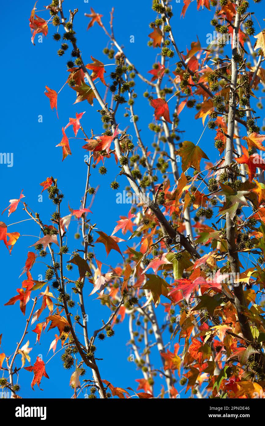 Feuilles de gomme douce américaine (Liquidambar styraciflua) en automne, Buenos Aires, Argentine. Banque D'Images