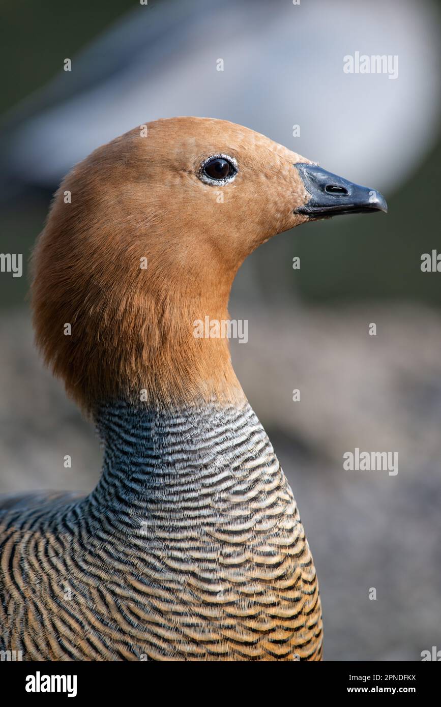 Magellan femelle rousse (Chloephaga picta) Banque D'Images