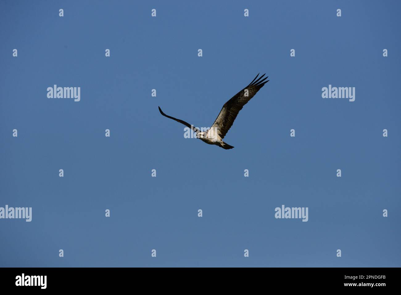 Osprey en vol au-dessus du lac Banque D'Images