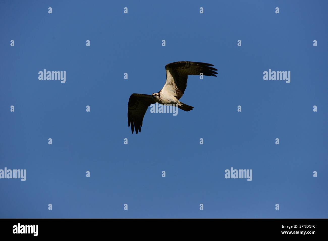 Osprey en vol au-dessus du lac Banque D'Images