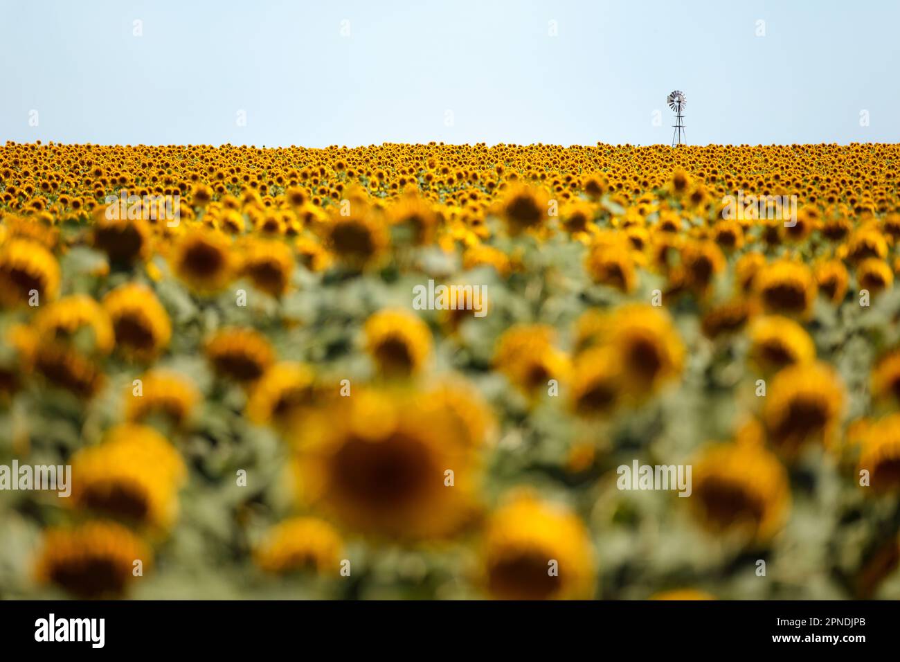Un champ de tournesols dans la pampa Argentine, avec un moulin à vent traditionnel en arrière-plan, au sud de Buenos Aires. Banque D'Images