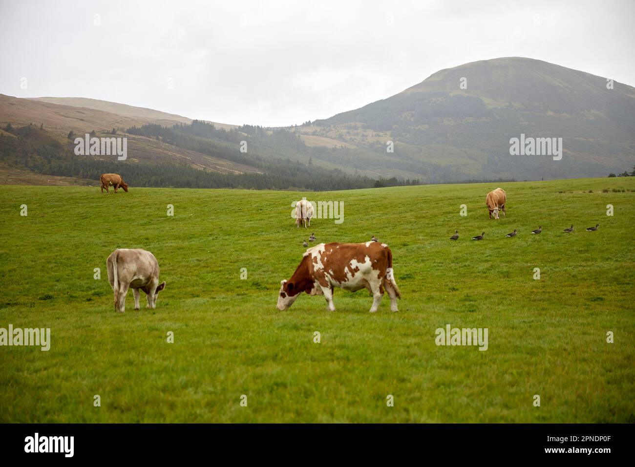 shetland bétail vert champ couvert jour de l'île de skye ecosse montagnes royaume-uni Banque D'Images