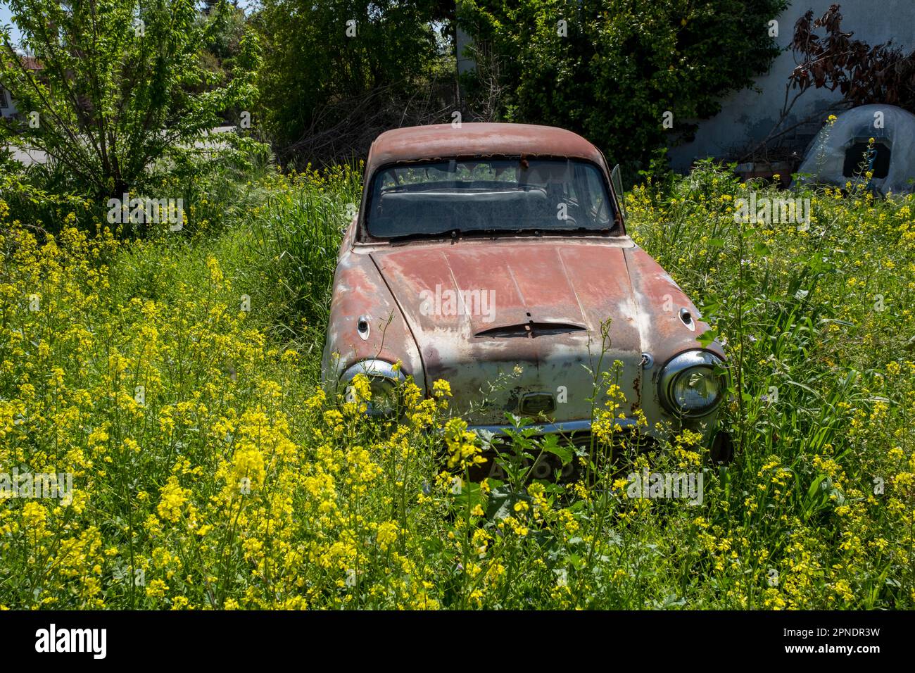 Austin Westminster A95 abandonné dans un jardin, village de Polemi, Chypre. Banque D'Images