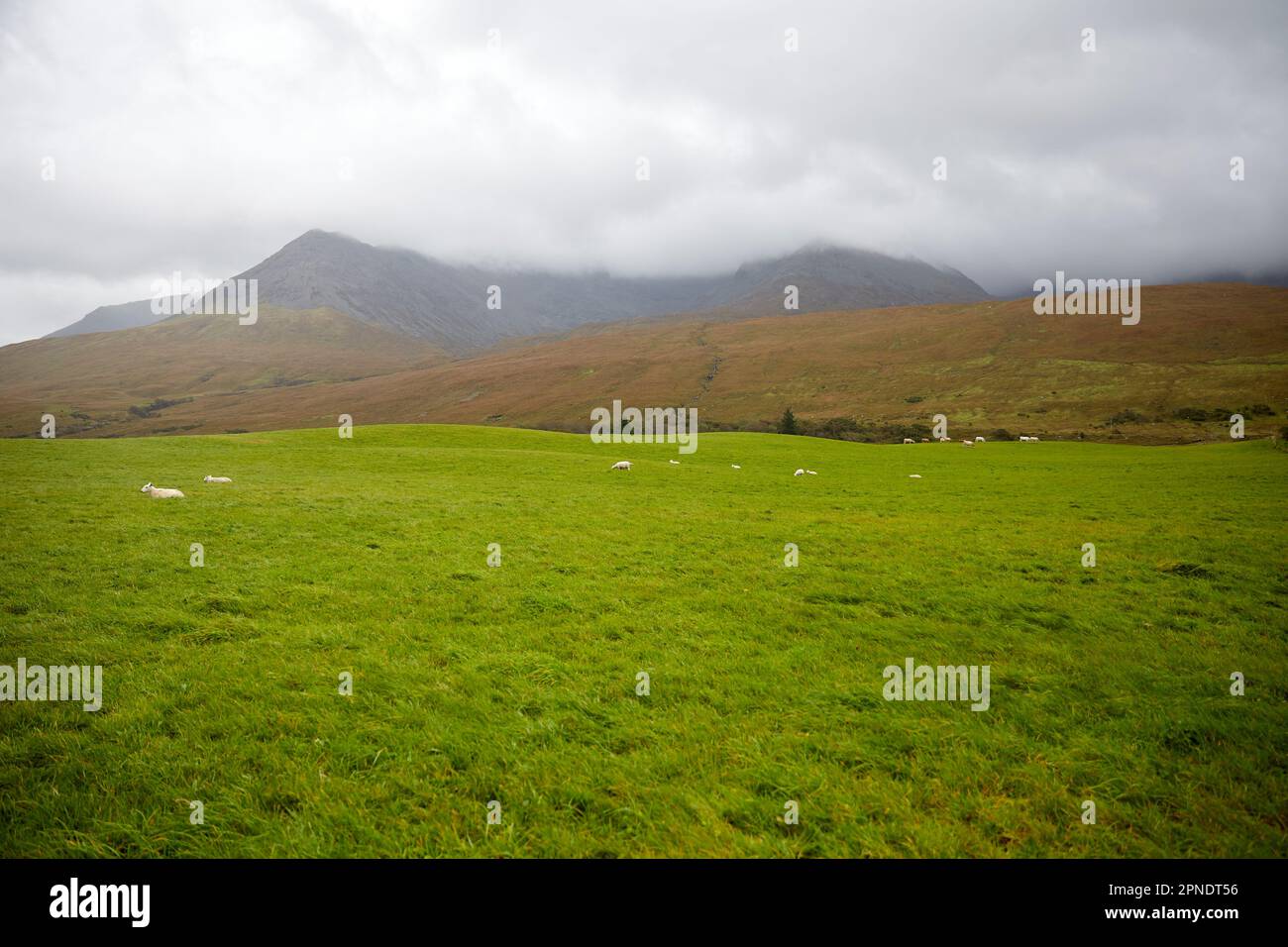 champ d'herbe verte avec des moutons par des montagnes brumeuses, île de skye, écosse, royaume-uni Banque D'Images