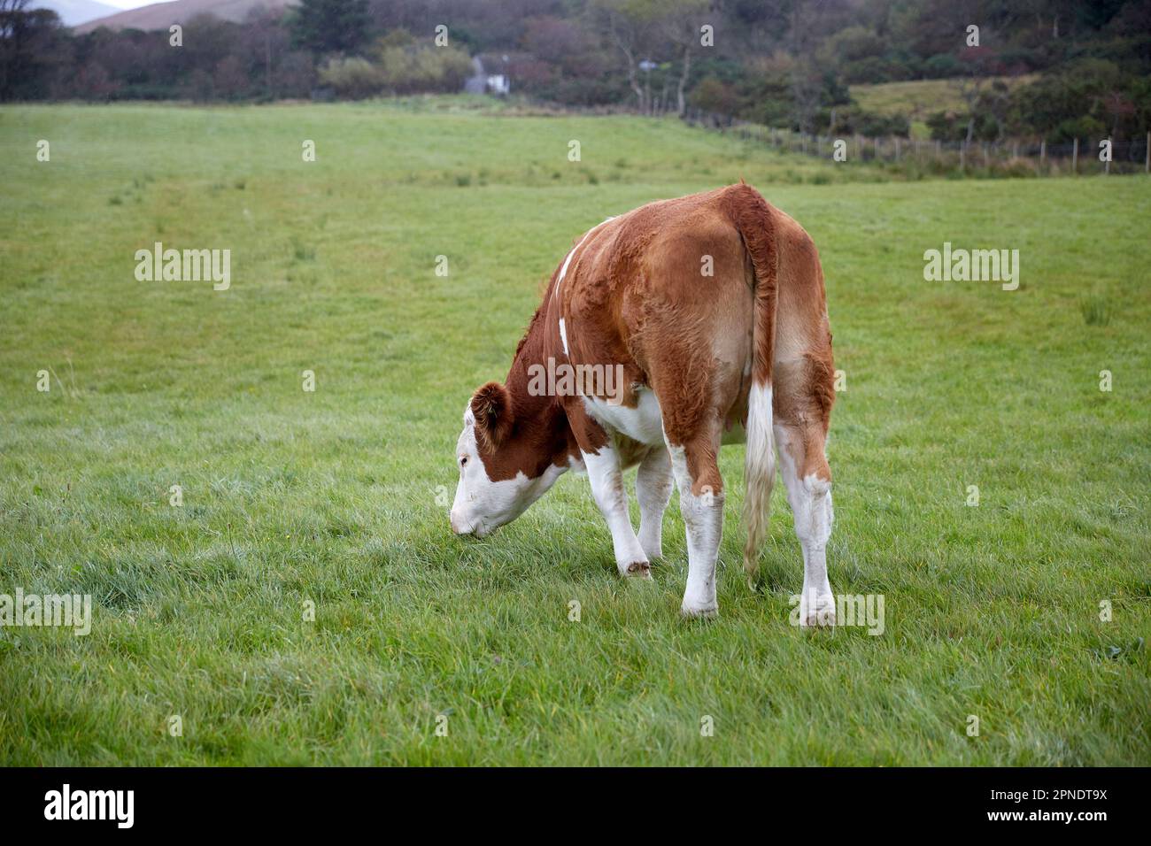 vache broutant par temps couvert, île de skye, highlands écossais, royaume-uni Banque D'Images