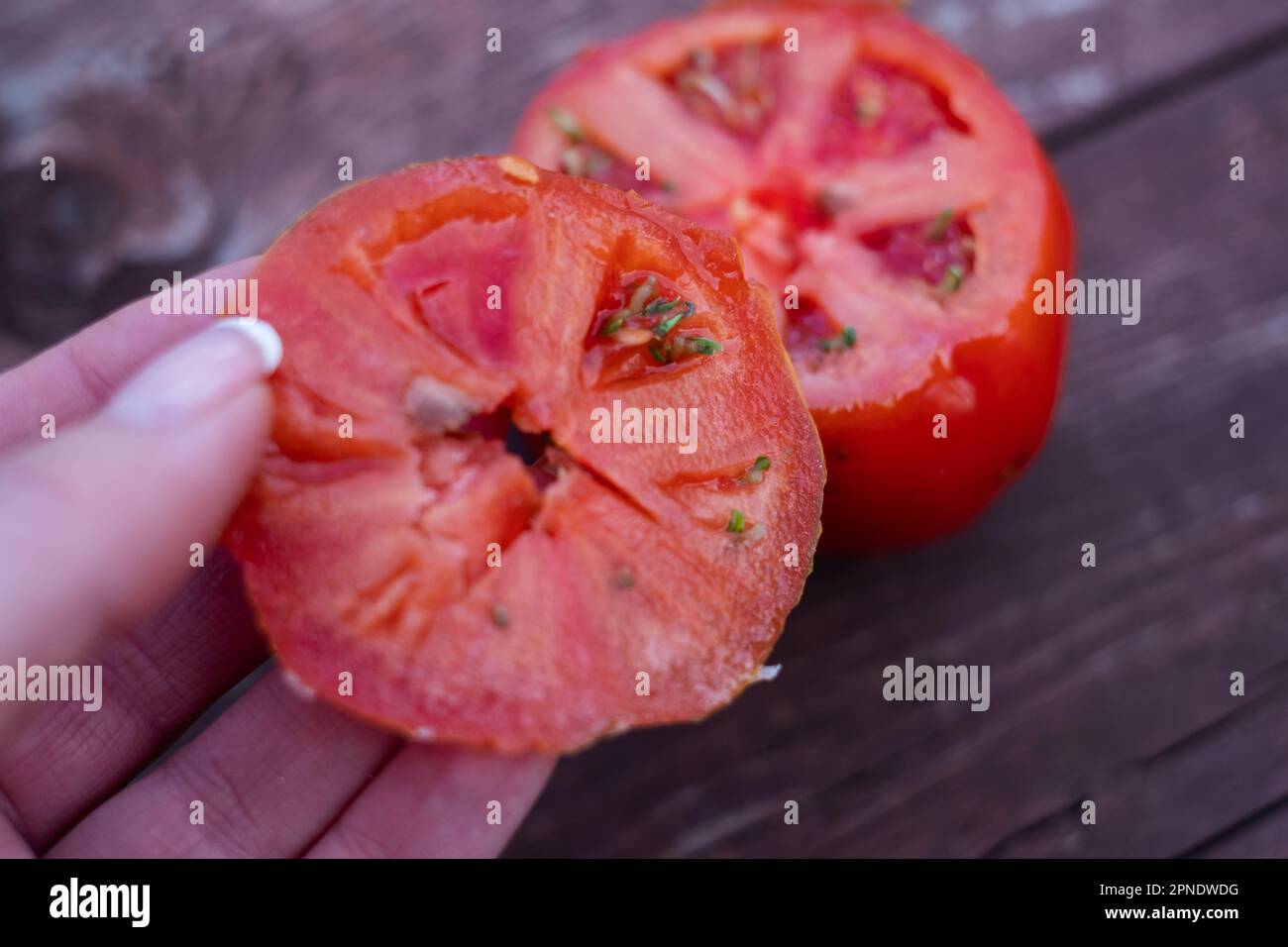 Des graines de tomate germent à l'intérieur d'une tomate mûre. Banque D'Images