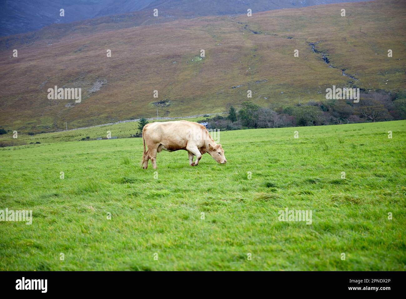 pâturage dans le champ sur l'île de skye scotland highlands uk Banque D'Images