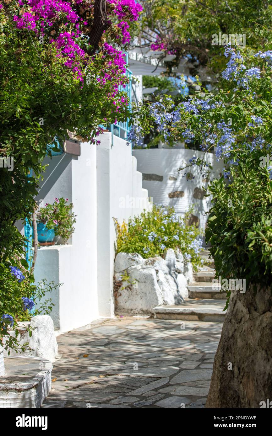 Tinos île Grèce. Architecture cycladique au village de Volax. Allée pavée, bougainvilliers roses, murs blanchis à la chaux Banque D'Images