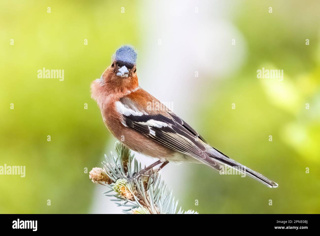 Petit oiseau de passerine de la famille finch sur une branche d'arbre Banque D'Images