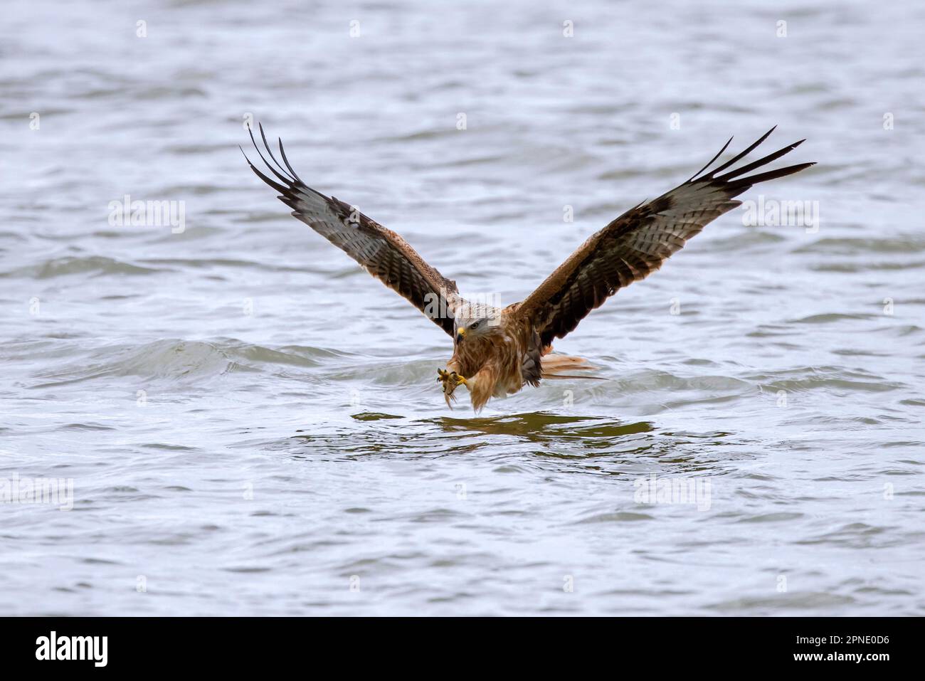 Cerf-volant rouge (Milvus milvus) en vol, attraper des poissons avec des talons de la surface de l'eau du lac Banque D'Images