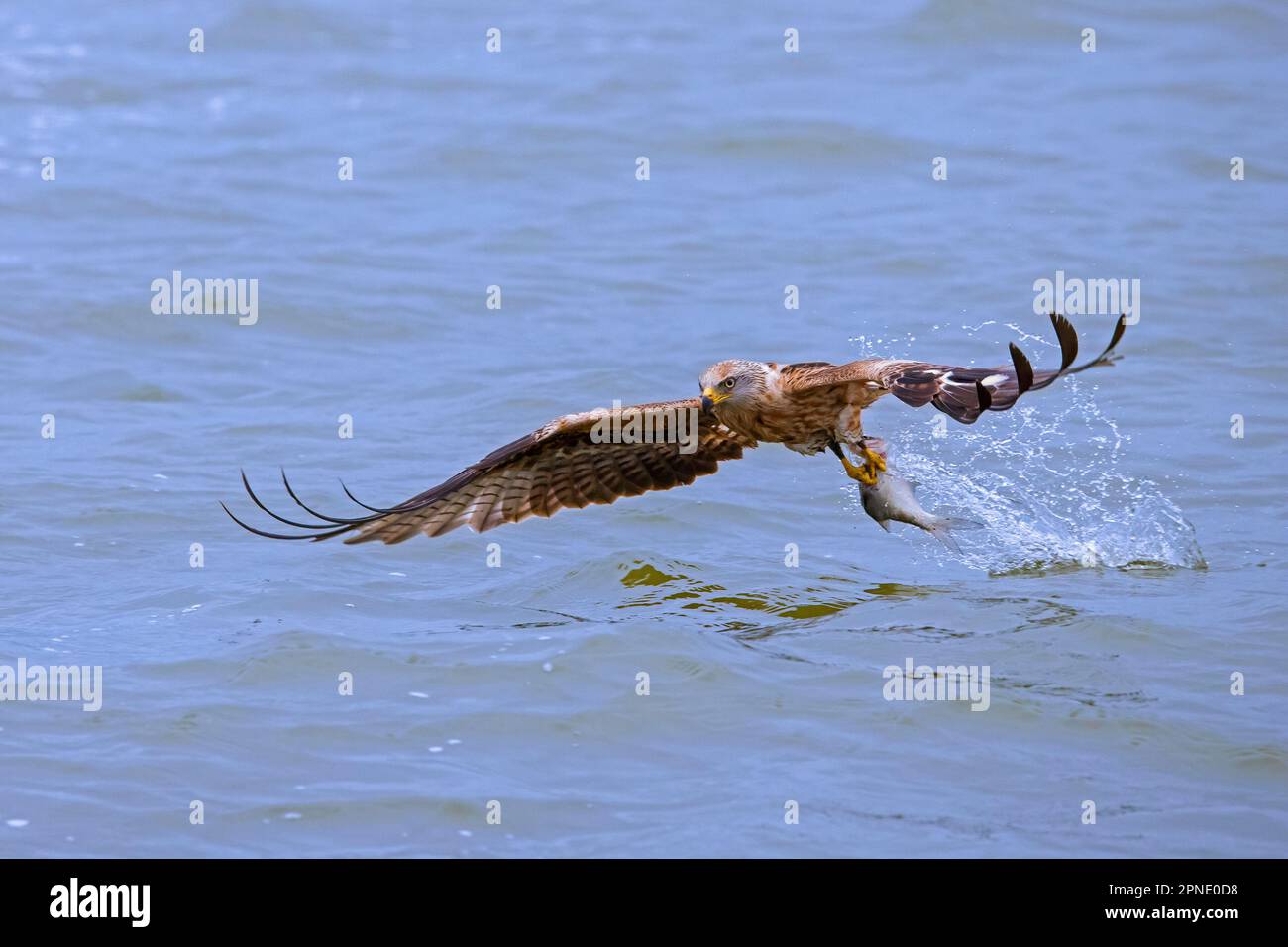 Cerf-volant rouge (Milvus milvus) en vol, attraper des poissons avec des talons de la surface de l'eau du lac Banque D'Images