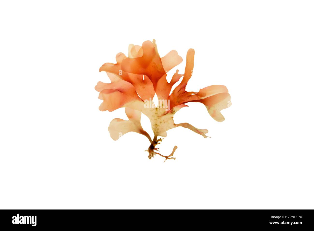 L'algue rouge rhodymenia pseudopalmata isolée sur blanc. Algues rouges à feuilles. Banque D'Images