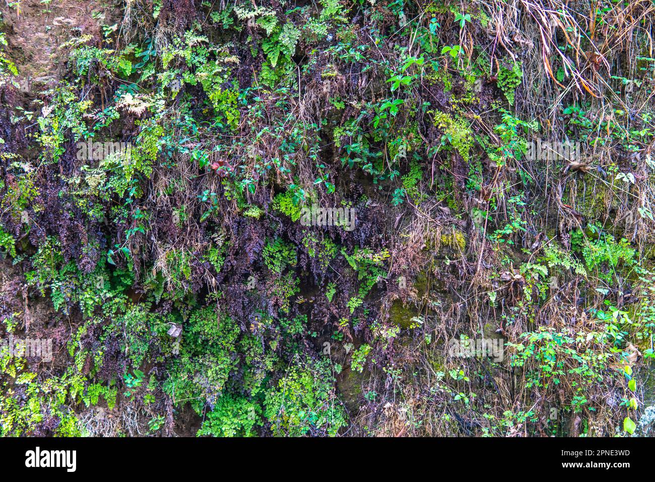 plantes poussant sur un mur de roche montagneux. Sur la face rocheuse, il y a des plantes séchées brunes et des feuilles vertes. Banque D'Images