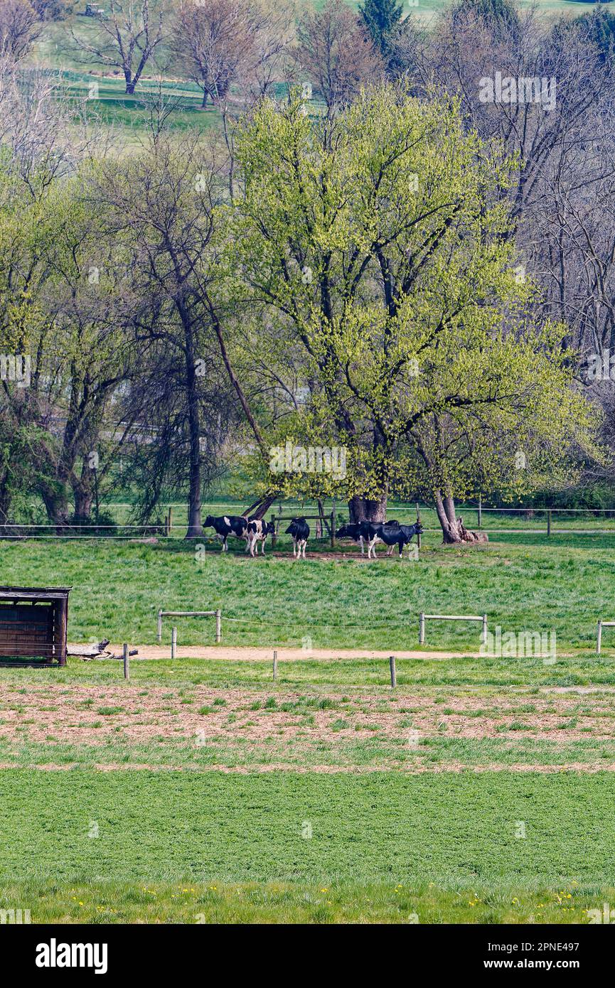 scène de ferme, vaches de pâturage, noir, blanc, herbe verte, arbres avec feuilles de printemps, clôtures, rural, animaux domestiques, bétail, Paysage, colline, Penns Banque D'Images