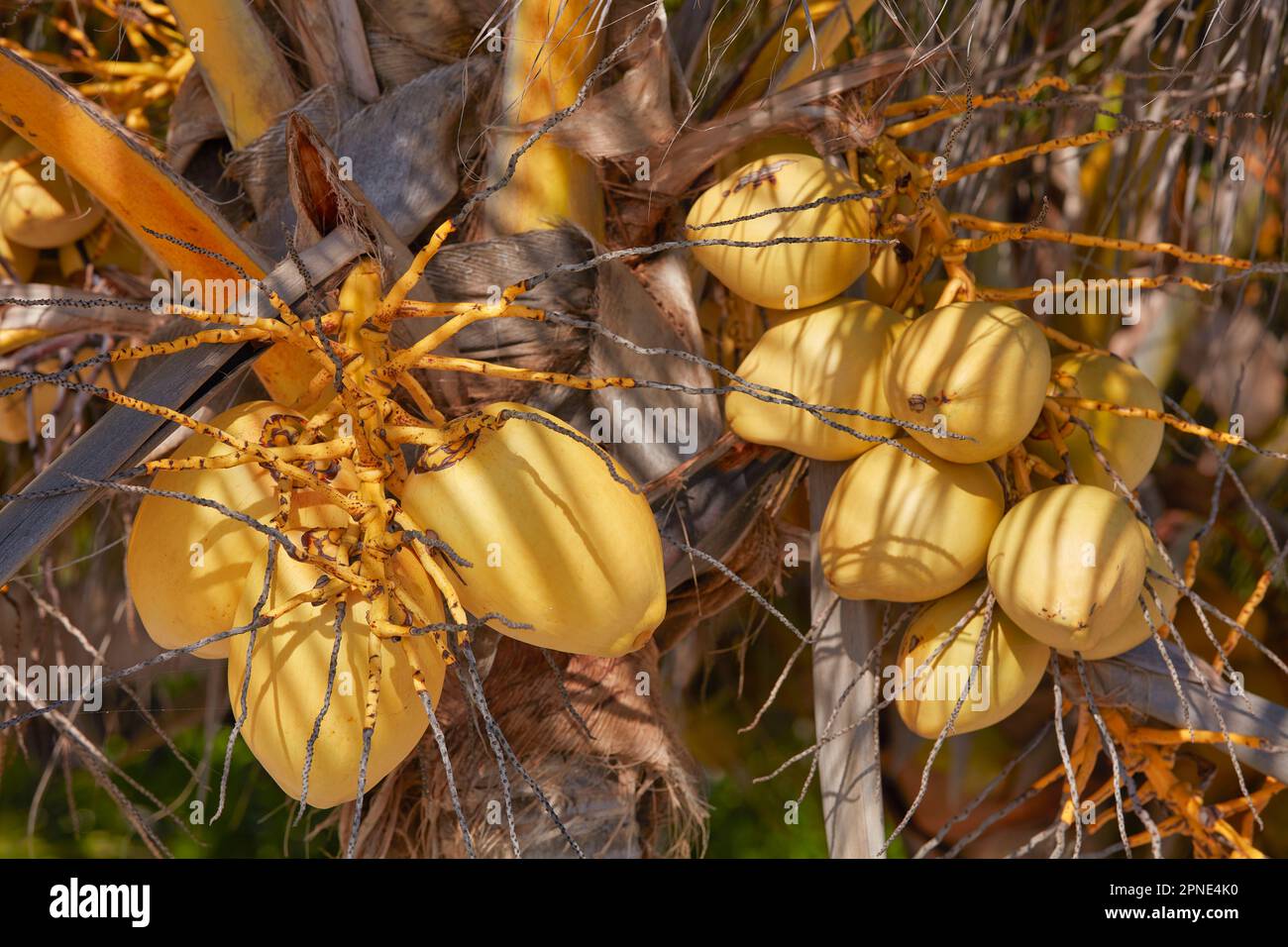 Noix de coco sur un palmier de la plage de Mahahual, Quintana Roo, Mexique. Banque D'Images