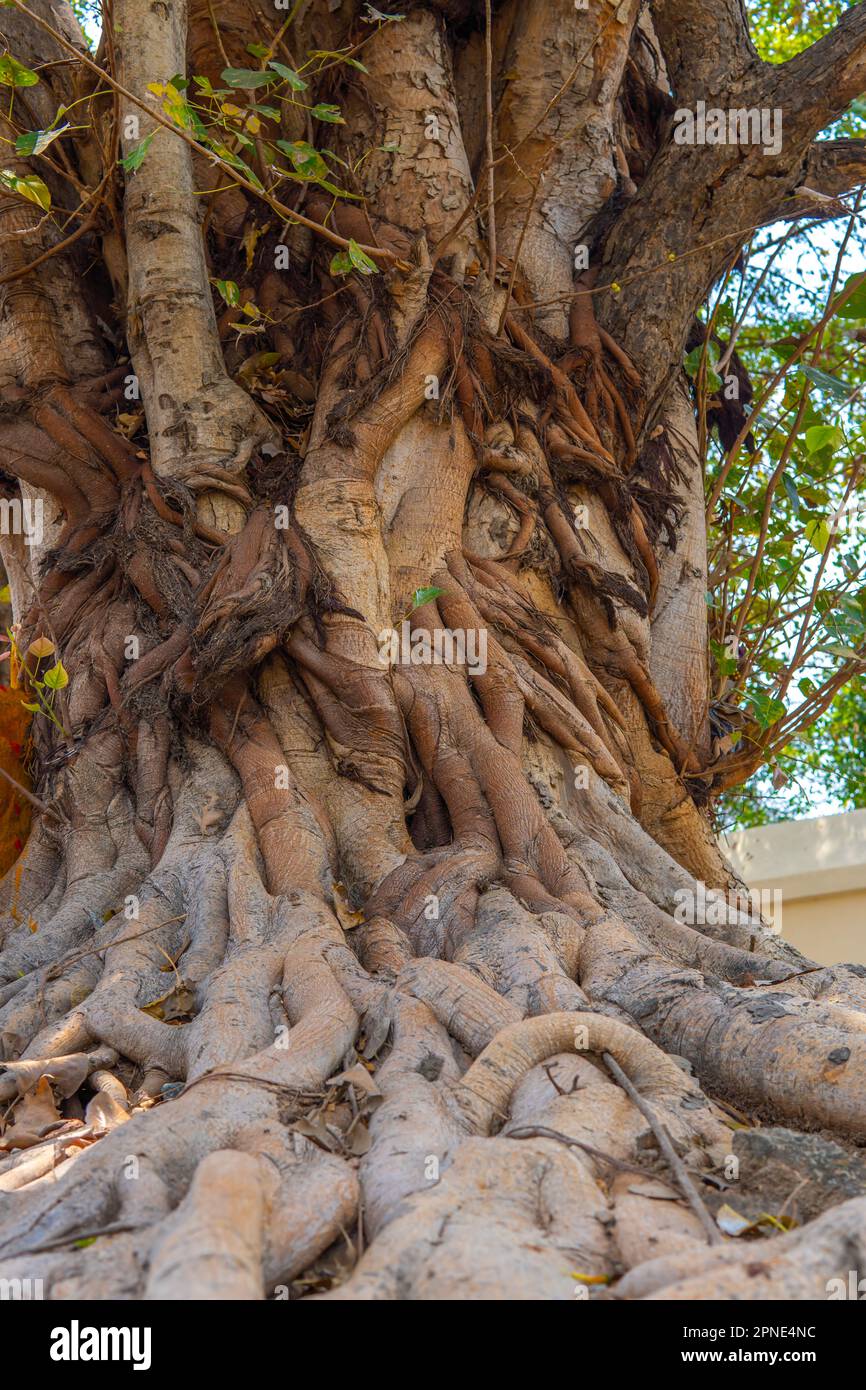 Le tronc énorme et la racine profonde de l'arbre Peepal. la racine en gros plan avec le tronc masqué Banque D'Images
