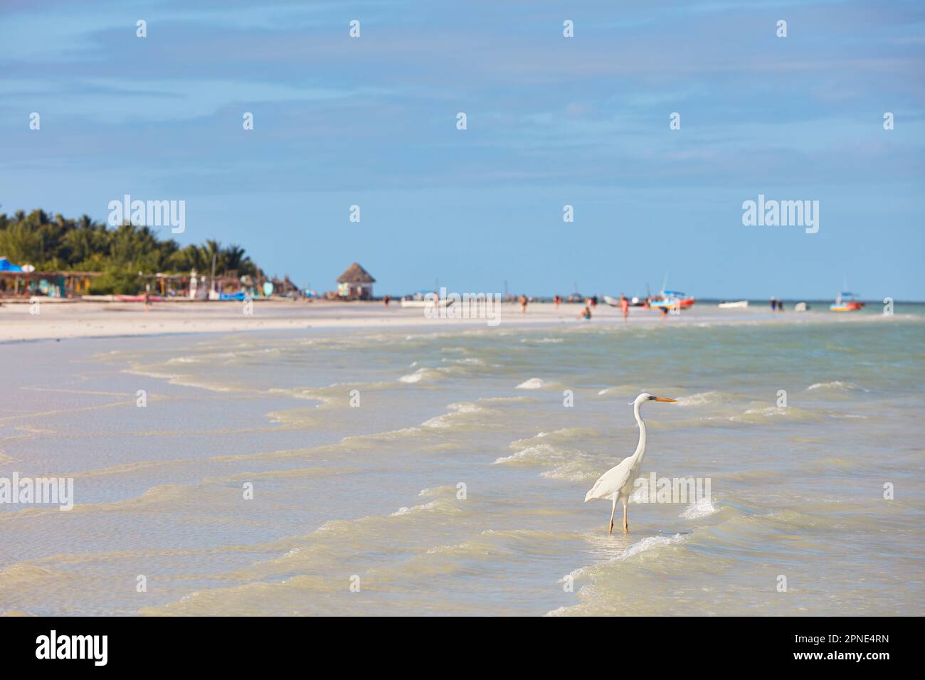 Un héron blanc à Holbox Beach, Yucatan, Mexique. Banque D'Images